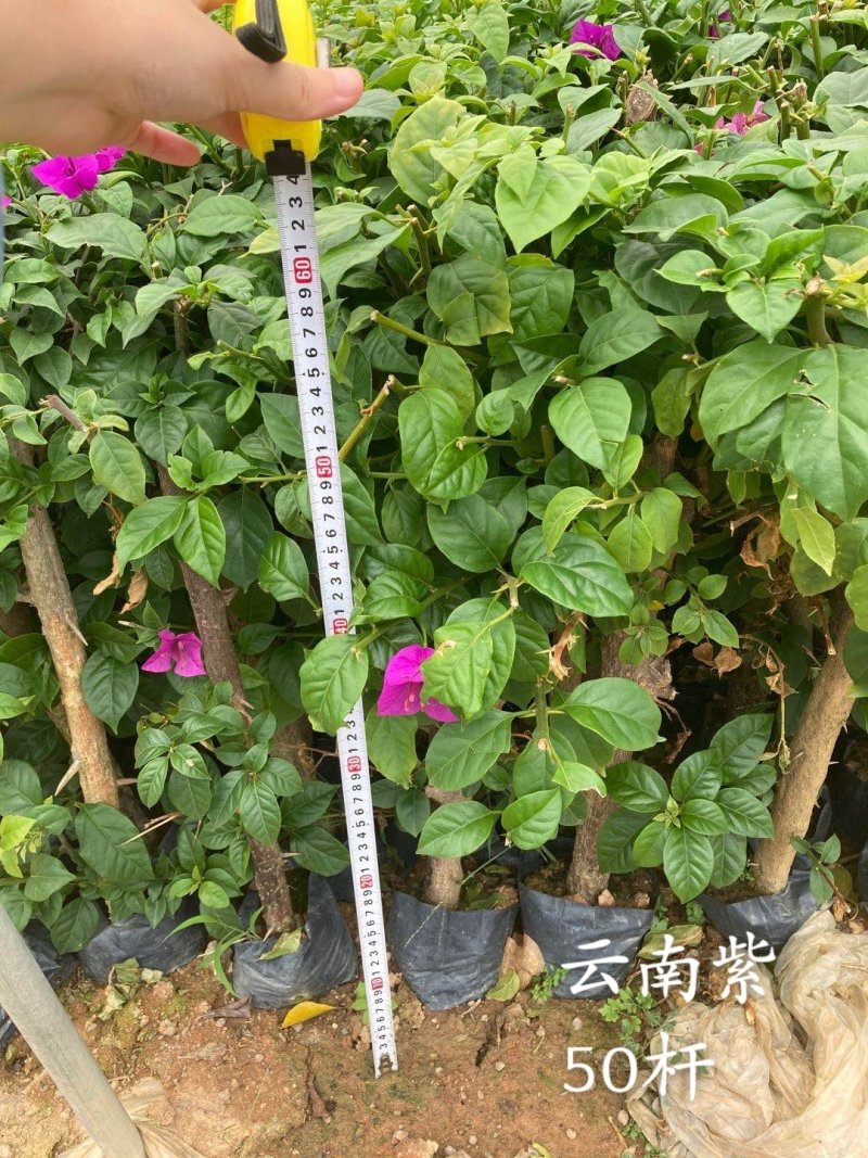 云南紫，小叶紫，中国红，40-70杆三角梅