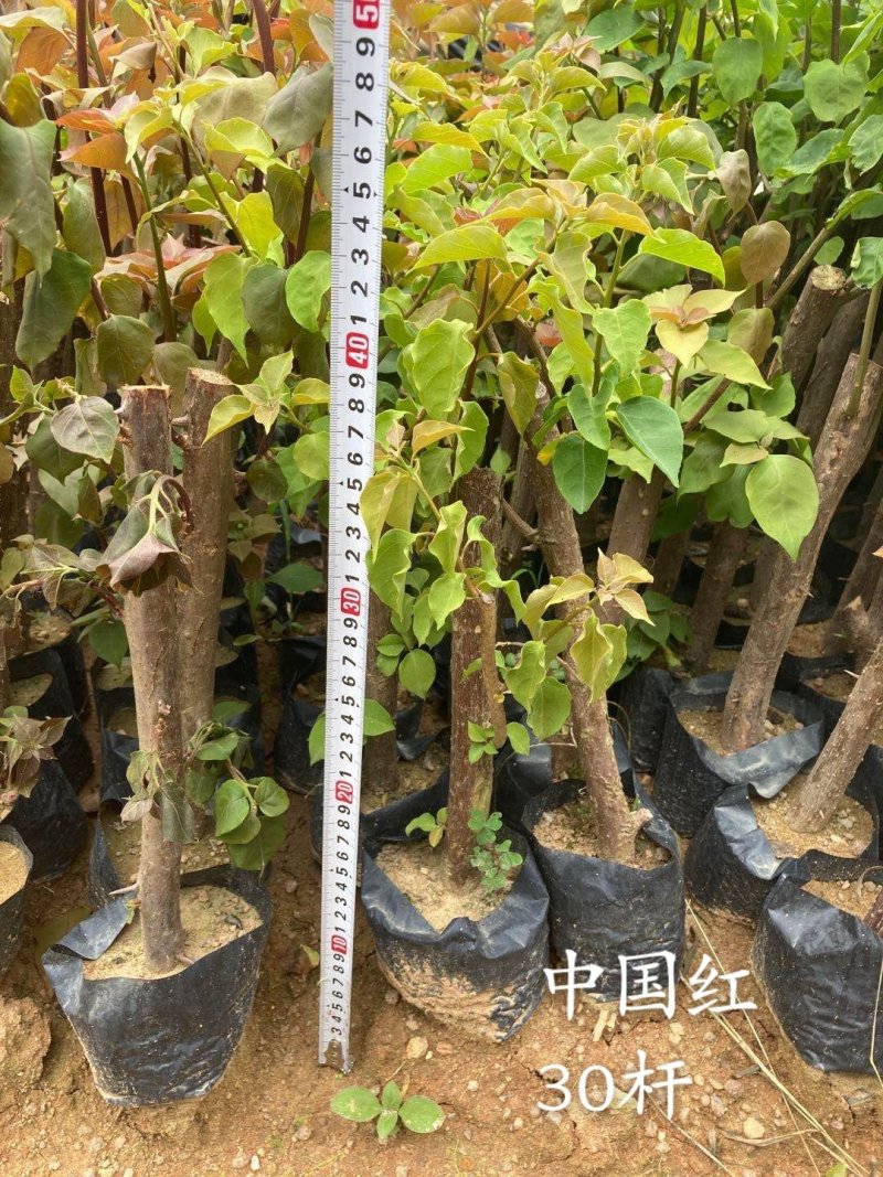 云南紫，小叶紫，中国红，40-70杆三角梅