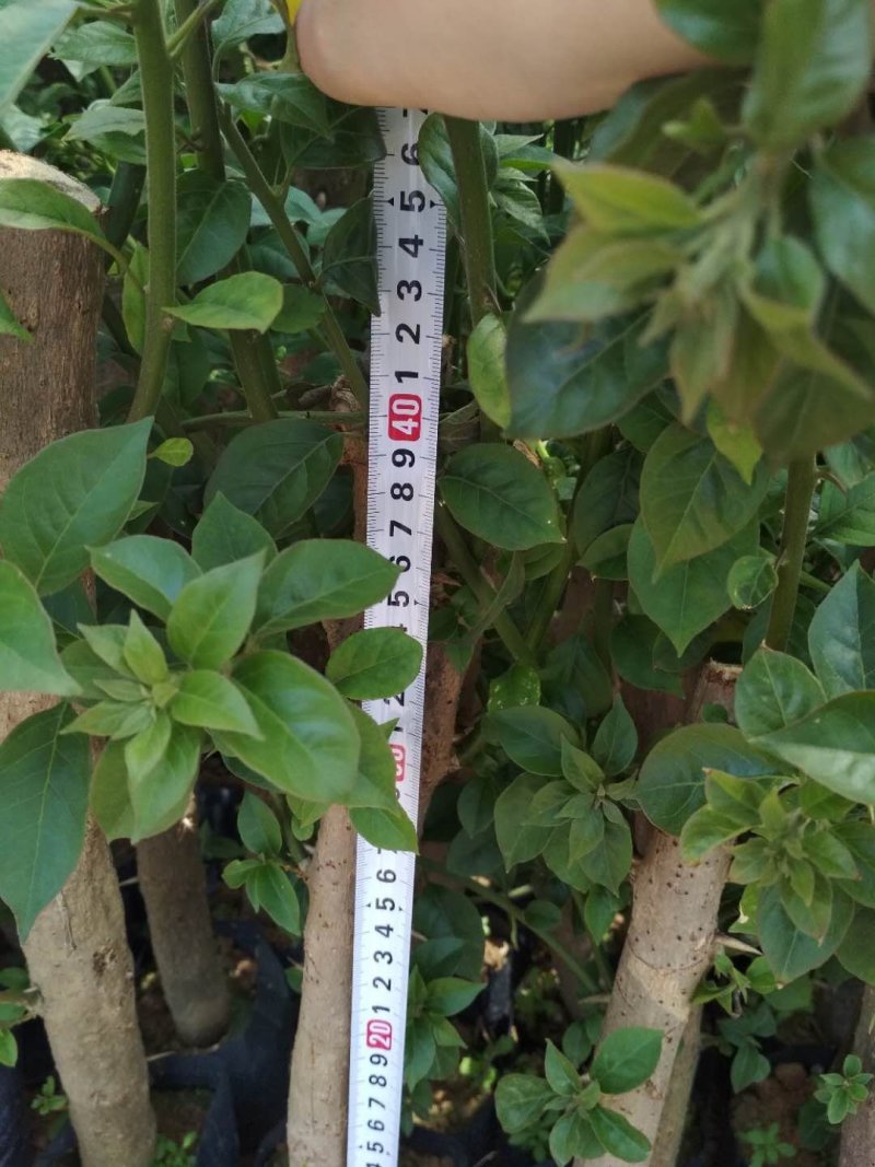 云南紫，小叶紫，中国红，40-70杆三角梅