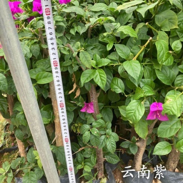 云南紫，小叶紫，中国红，40-70杆三角梅