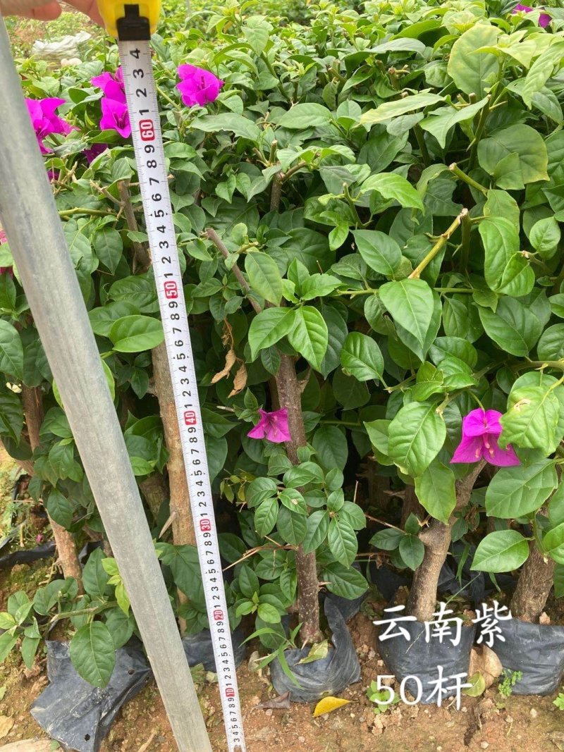 云南紫，小叶紫，中国红，40-70杆三角梅