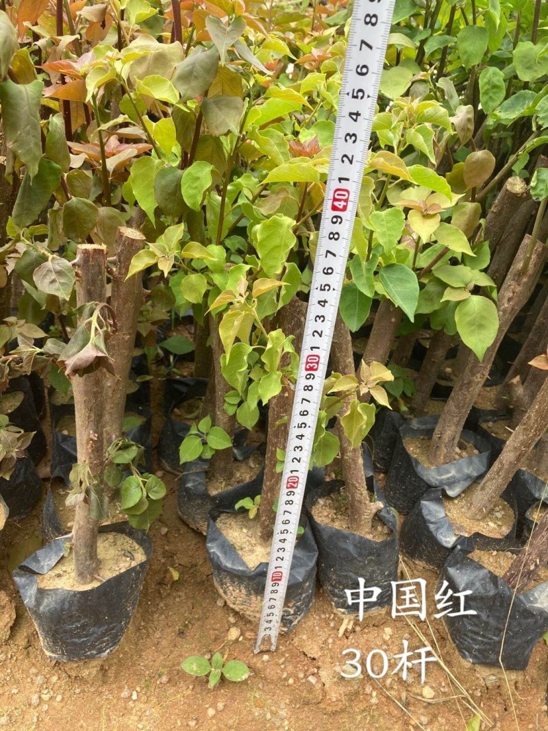 云南紫，小叶紫，中国红，40-70杆三角梅