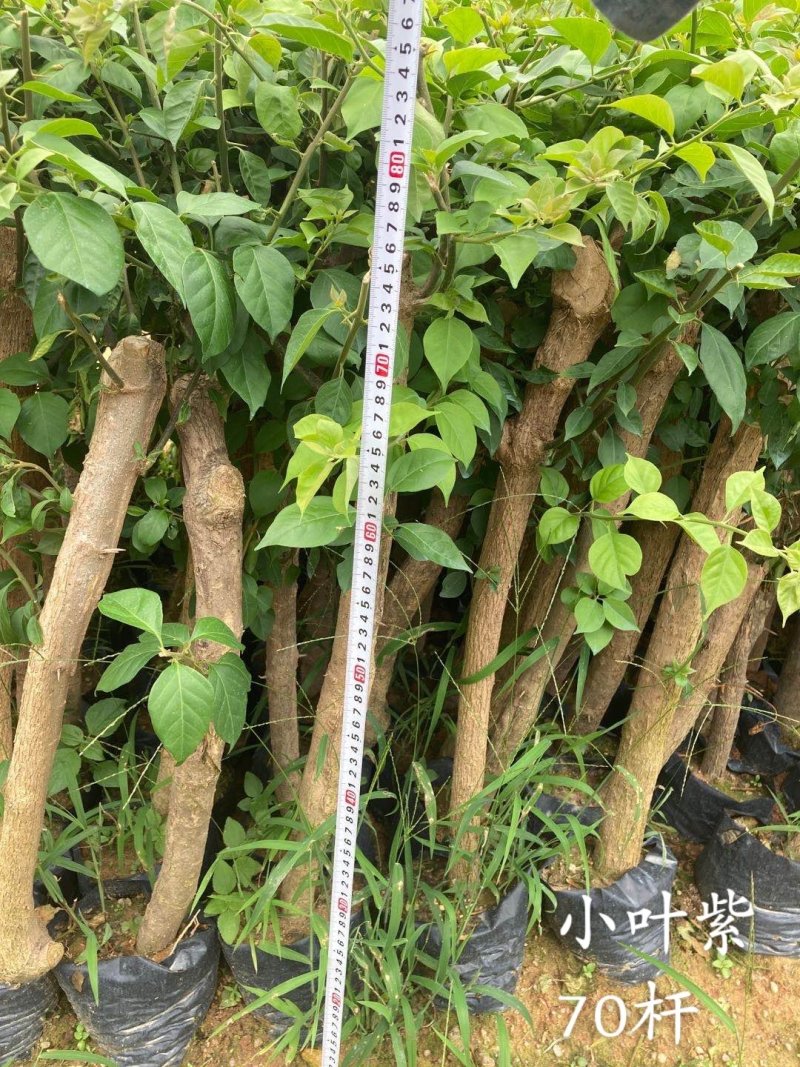 云南紫，小叶紫，中国红，40-70杆三角梅