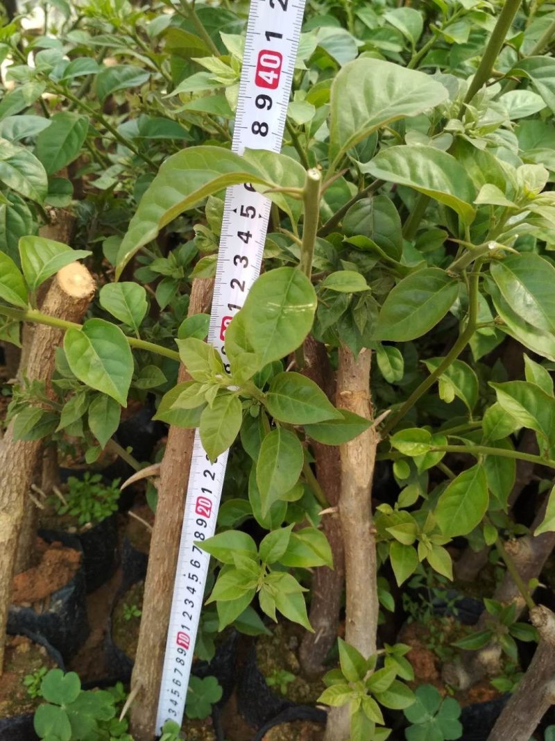 云南紫，小叶紫，中国红，40-70杆三角梅