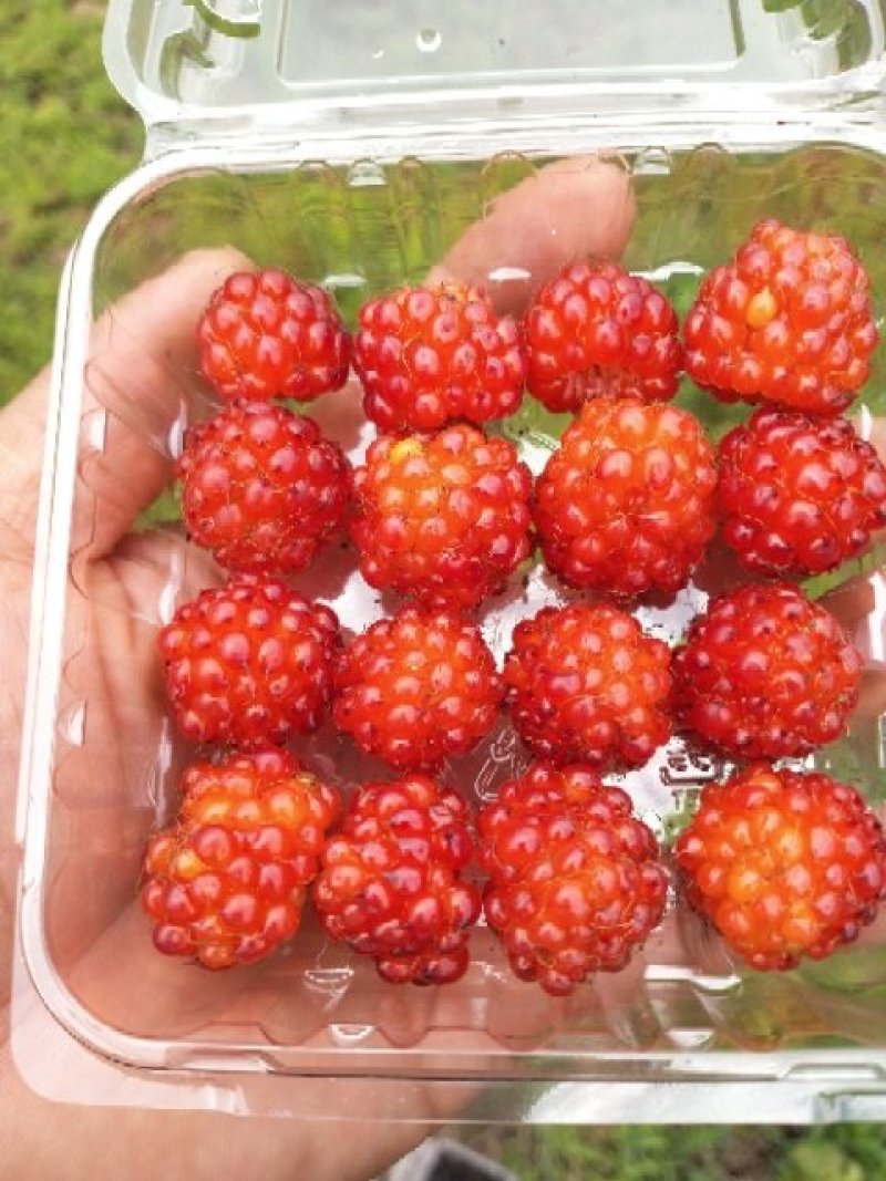 双季红黄黑树莓苗，包品种，包成活