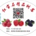 双季红黄黑树莓苗，包品种，包成活