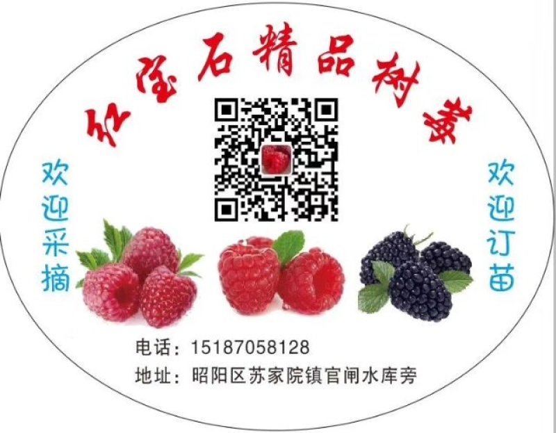 双季红黄黑树莓苗，包品种，包成活