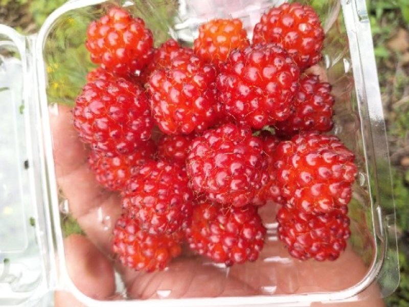 双季红黄黑树莓苗，包品种，包成活