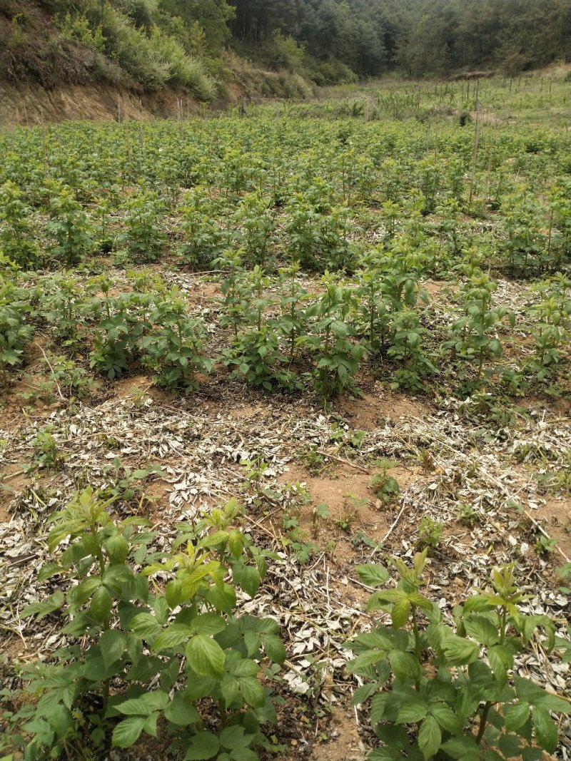 双季红黄黑树莓苗，包品种，包成活