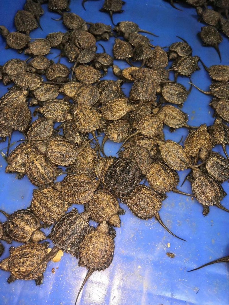鳄龟