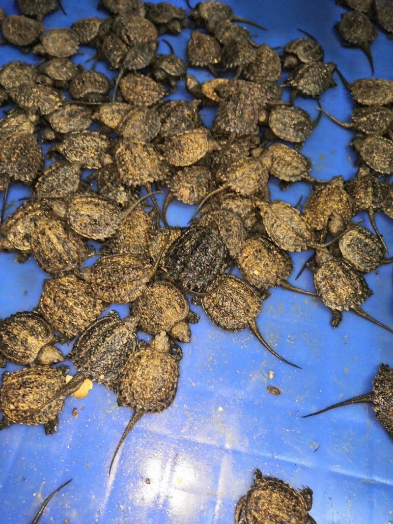 鳄龟