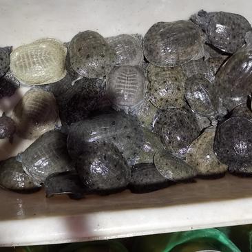 温室甲鱼大量批发，网红精品甲鱼全国发货欢迎选