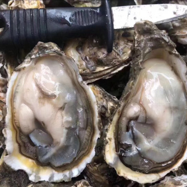 福建广东湛江乳山鲜活带壳高压锅生蚝肉牡蛎海蛎子烧烤批发