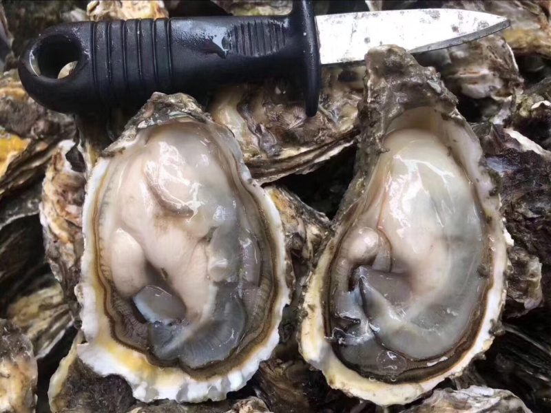 福建广东湛江乳山鲜活带壳高压锅生蚝肉牡蛎海蛎子烧烤批发