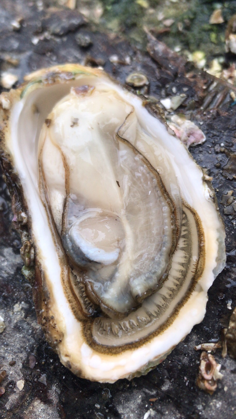 福建广东湛江乳山鲜活带壳高压锅生蚝肉牡蛎海蛎子烧烤批发