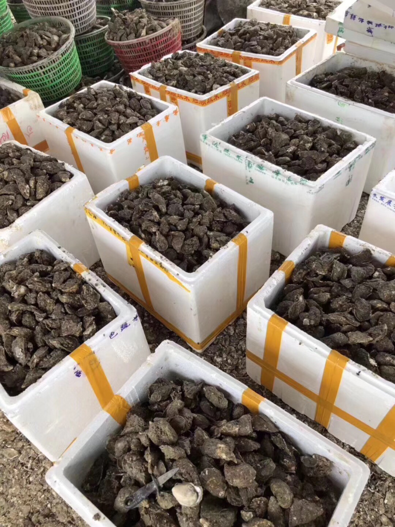 福建广东湛江乳山鲜活带壳高压锅生蚝肉牡蛎海蛎子烧烤批发