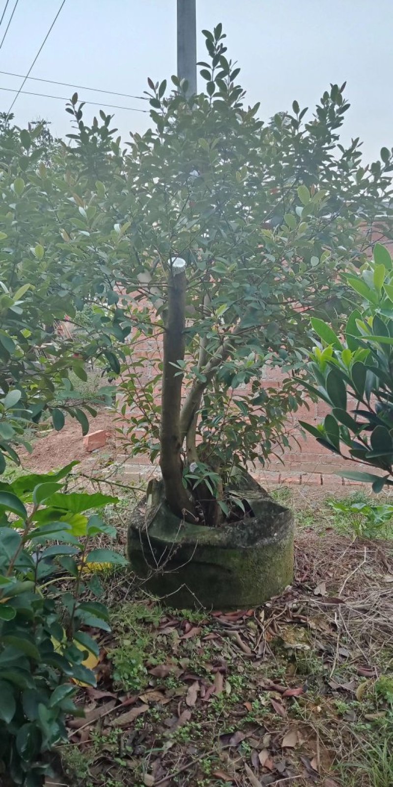 桃金娘木苗用于观赏用于酒晒干