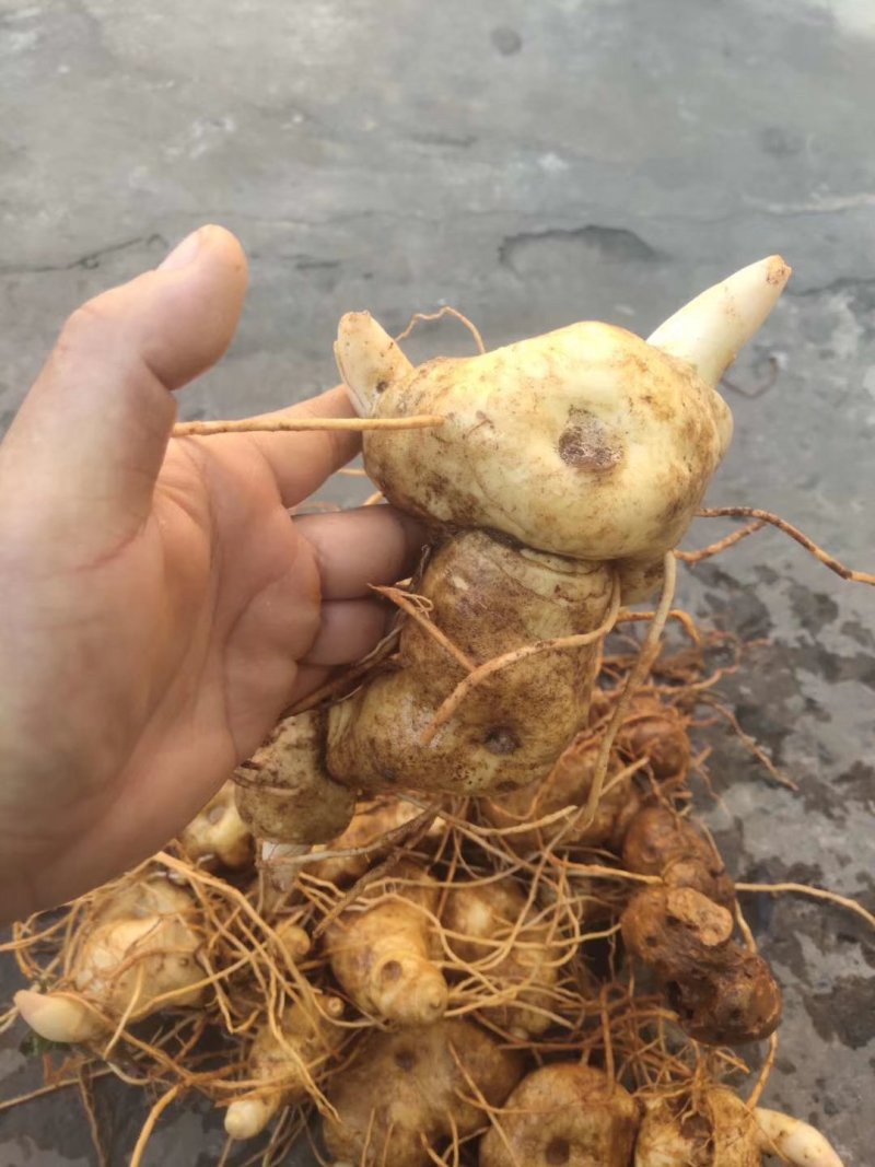 黄精种子（云南滇红花）欢迎实地考察和预订推林下种植