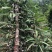 黄精种子（云南滇红花）欢迎实地考察和预订推林下种植