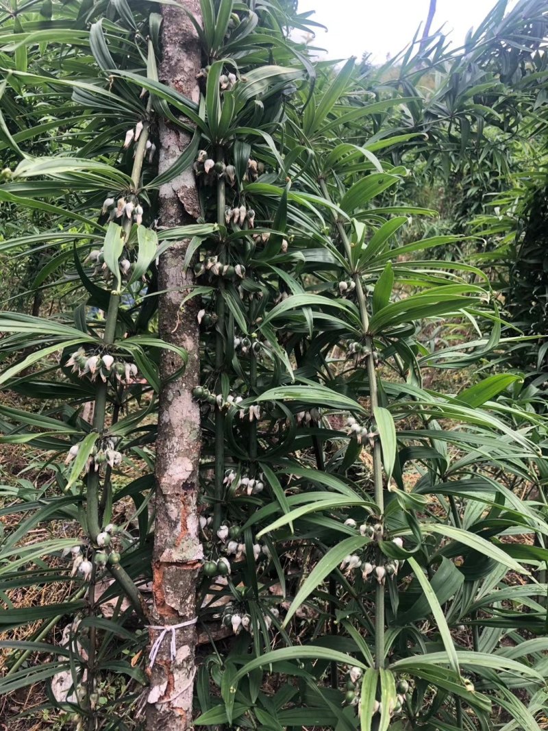 黄精种子（云南滇红花）欢迎实地考察和预订推林下种植