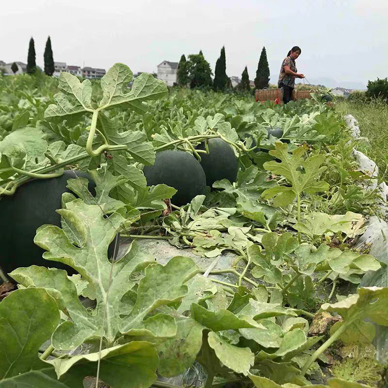 无籽西瓜湖北西瓜量大从优产地一手货源