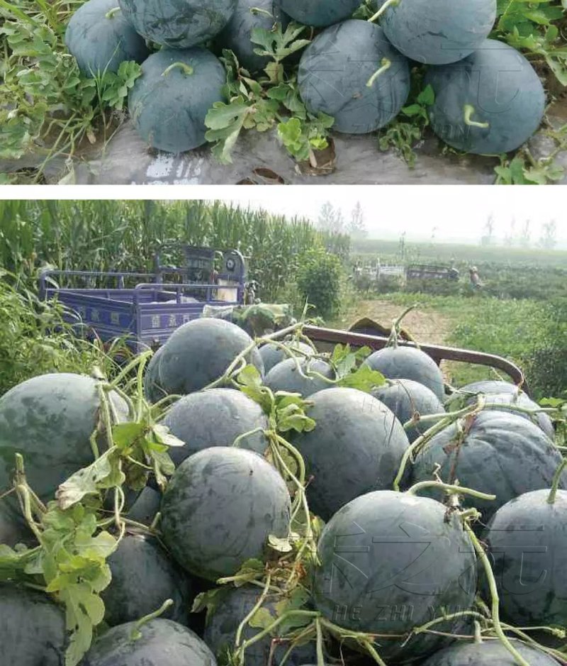 无籽西瓜湖北西瓜量大从优产地一手货源