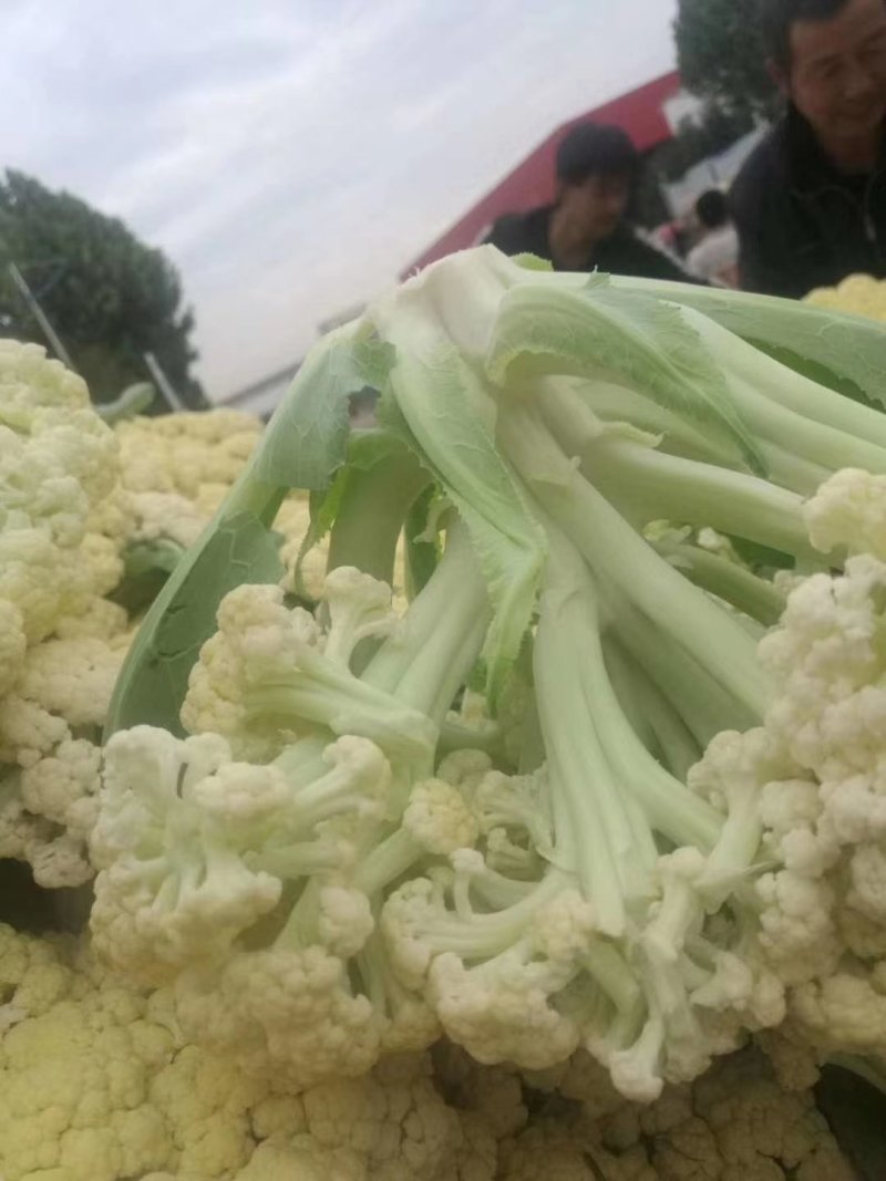 加工厂有机花菜，商品有机菜花，长期大量供应