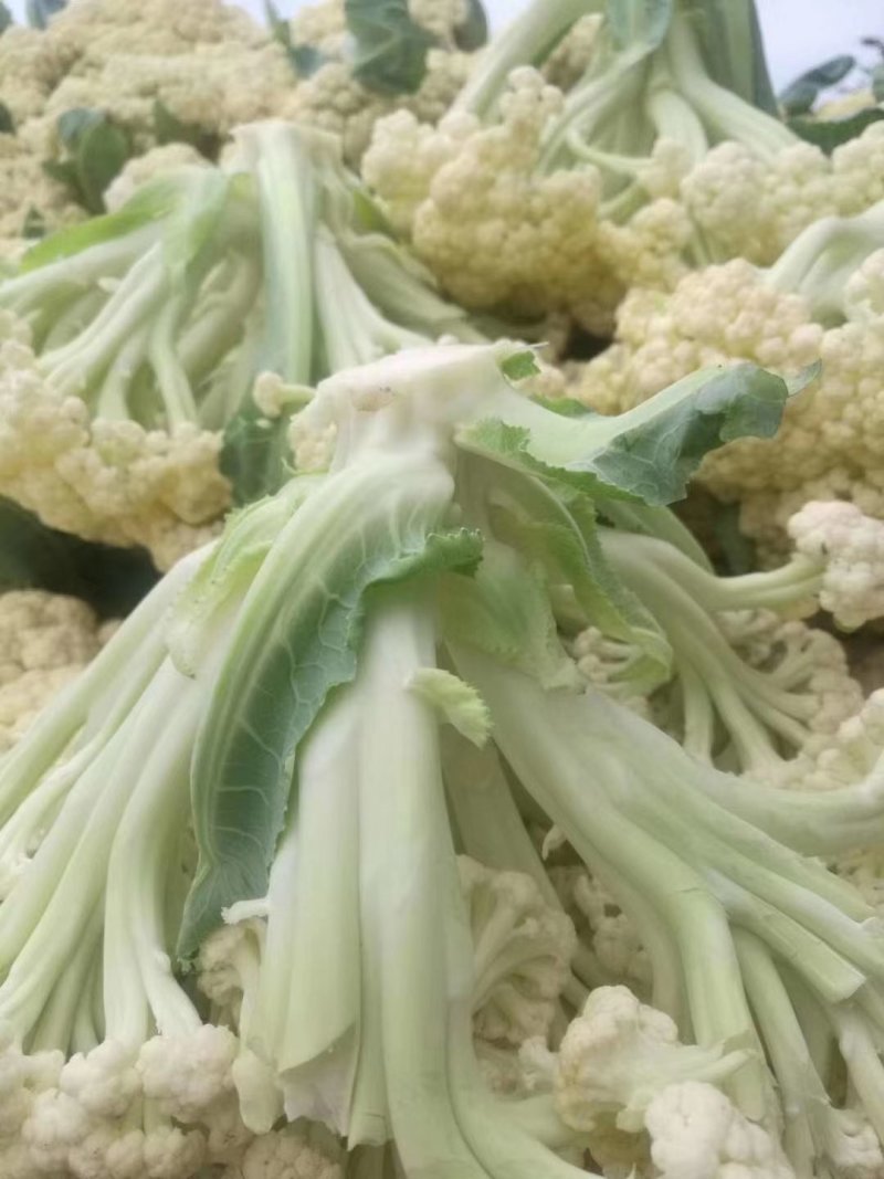 加工厂有机花菜，商品有机菜花，长期大量供应