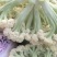 加工厂有机花菜，商品有机菜花，长期大量供应