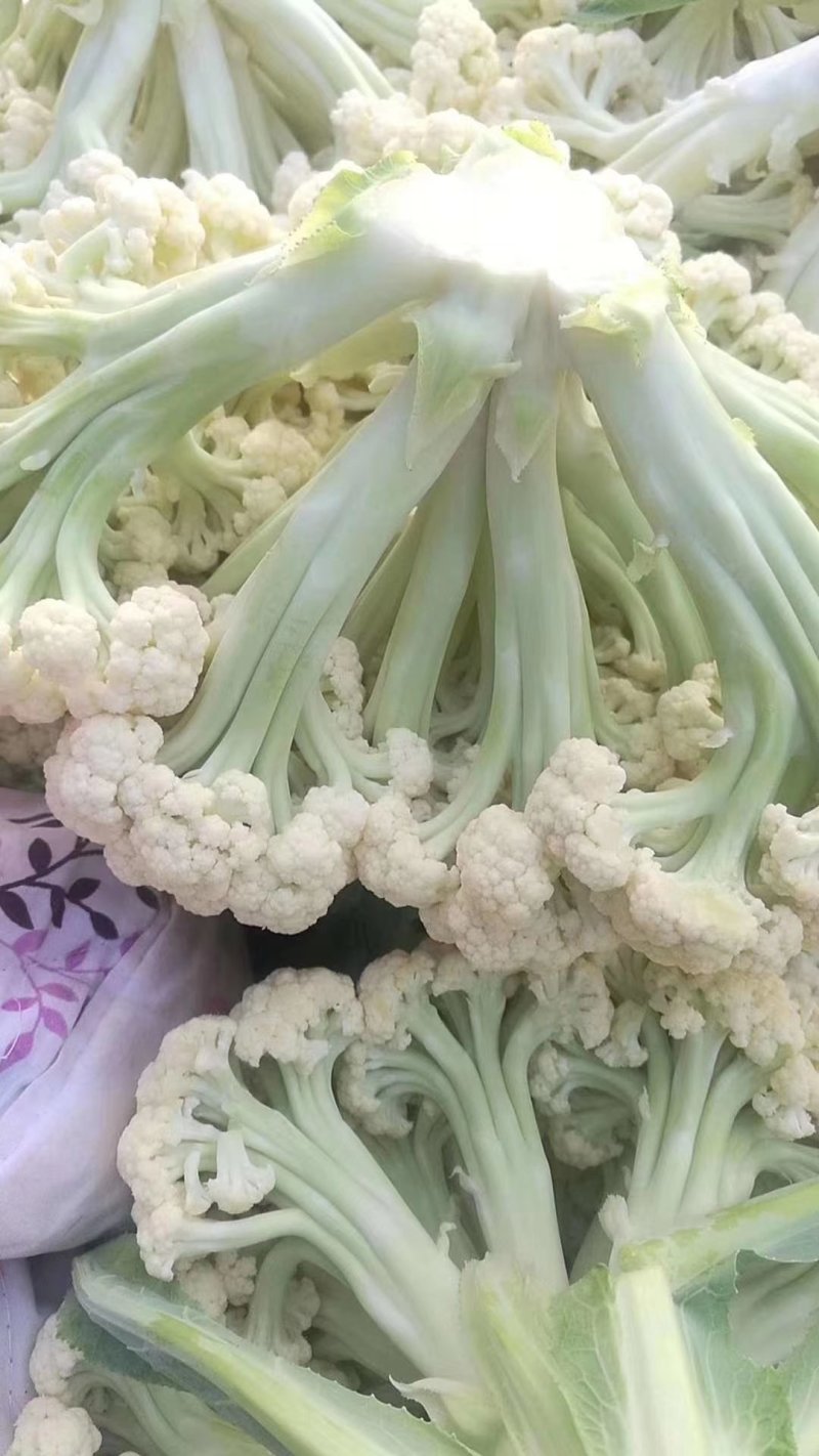 加工厂有机花菜，商品有机菜花，长期大量供应