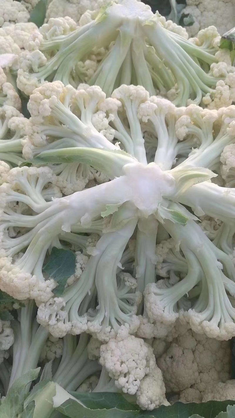 加工厂有机花菜，商品有机菜花，长期大量供应