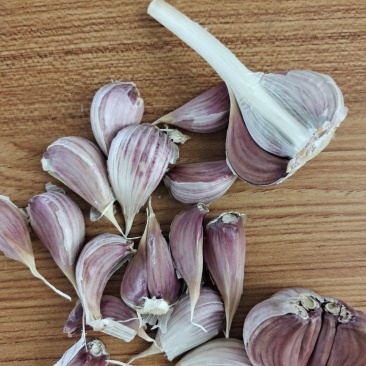 红根四六瓣蒜苗，台蒜，川蒜种子，大量供应。
