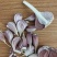 红根四六瓣蒜苗，台蒜，川蒜种子，大量供应。