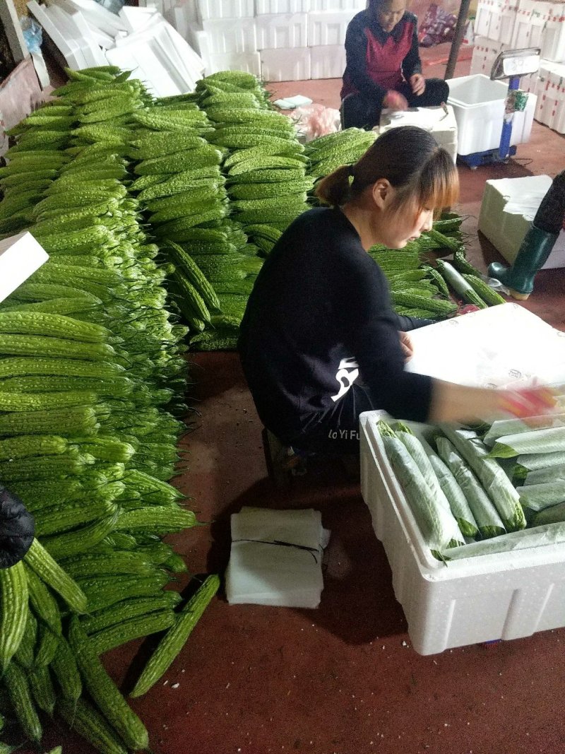 寿光苦瓜大量供应，色泽绿，蔬菜基地直发苹果苦瓜