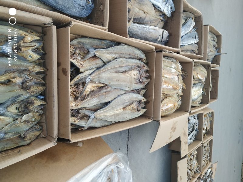 咸鱼刀鲅，海鱼肉质鲜美活鱼淹制一条一斤左右批发价不包邮