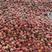红不软毛桃，突围毛桃，大红桃货量充足日供货10万斤
