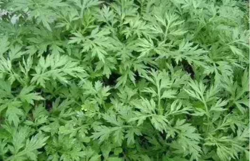 艾草种子艾叶香草药用食用，亩用量4斤一亩