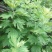 艾草种子艾叶香草药用食用，亩用量4斤一亩