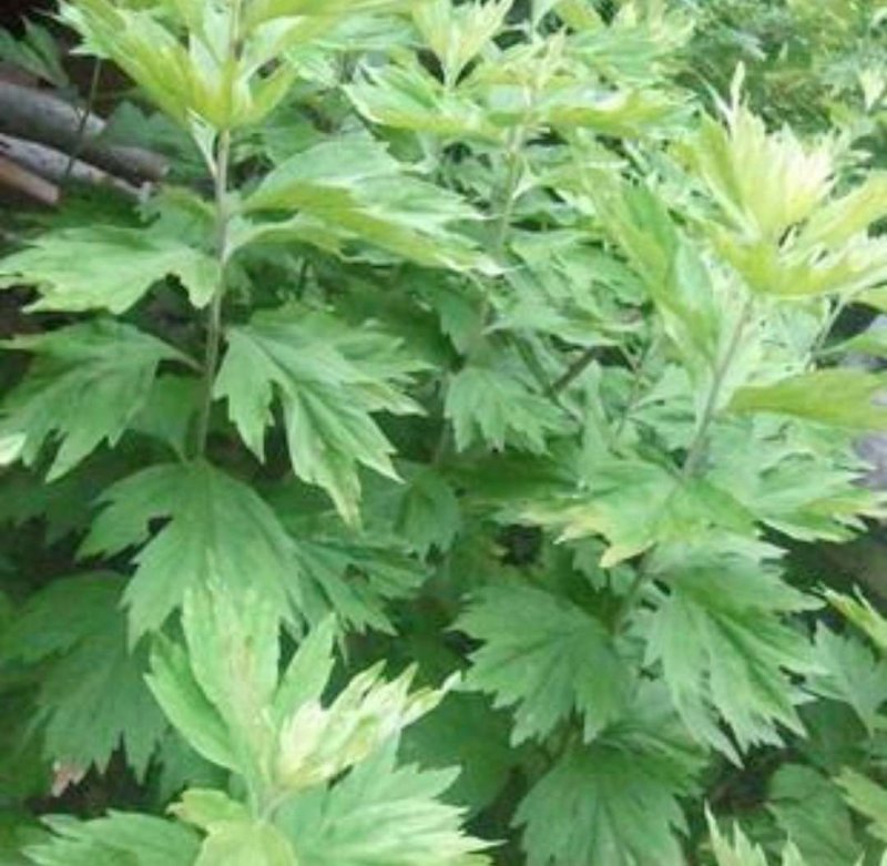 艾草种子艾叶香草药用食用，亩用量4斤一亩