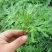 艾草种子艾叶香草药用食用，亩用量4斤一亩