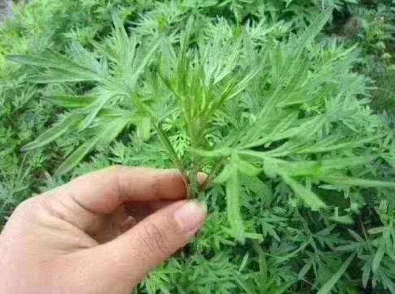 艾草种子艾叶香草药用食用，亩用量4斤一亩