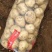 绥中土豆基地大量供应优质土豆到全国市场老板欢迎采购