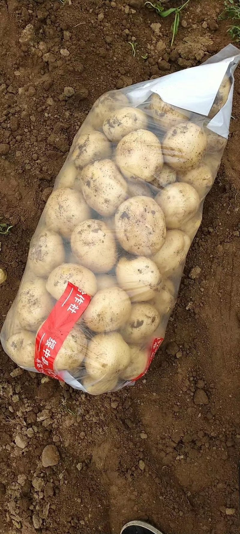 绥中土豆基地大量供应优质土豆到全国市场老板欢迎采购