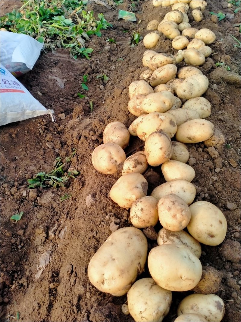 绥中土豆基地大量供应优质土豆到全国市场老板欢迎采购