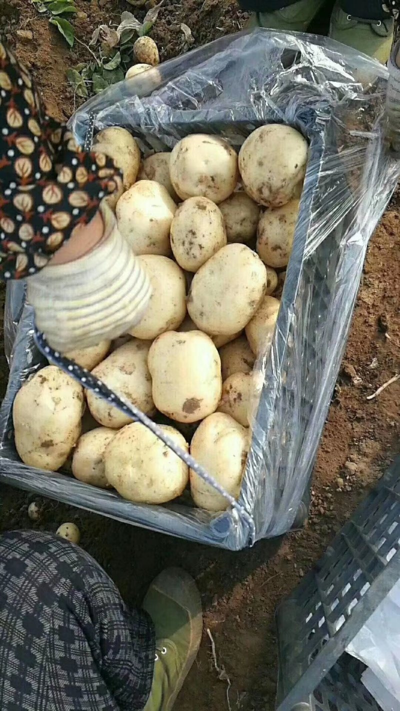 绥中土豆基地大量供应优质土豆到全国市场老板欢迎采购