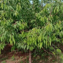 山桃树货源充足，质量不错，大量大量出售供应，苗木各种规格
