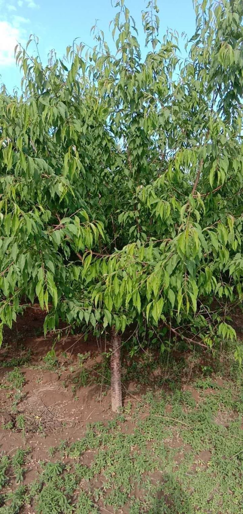 山桃树货源充足，质量不错，大量大量出售供应，苗木各种规格