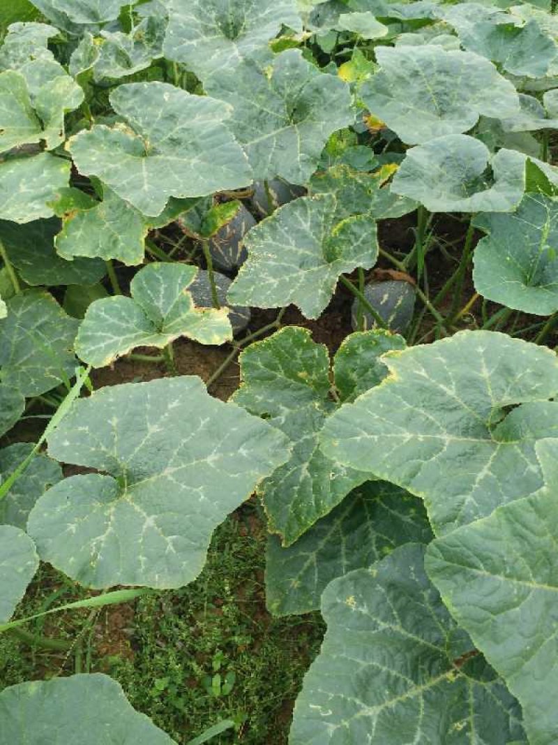 香芋南瓜香甜软糯