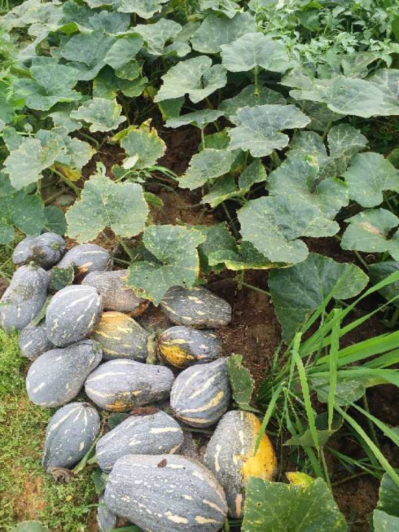 香芋南瓜香甜软糯