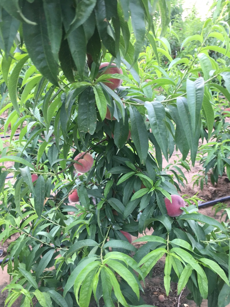 现摘现发新鲜水果应季水蜜桃脆甜可口农家自产自销